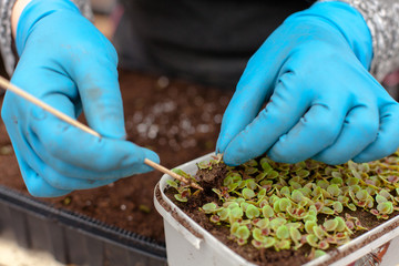 A person replanting seedlings from a small container to a bigger one in the greenhouse