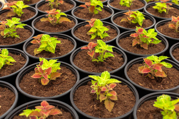 Rows of Coleus Blumei or painted nettles in bright green and brick red colors planted in plastic pots in the greenhouse