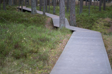 old wooden plank boardwalk trail in swamp area near water