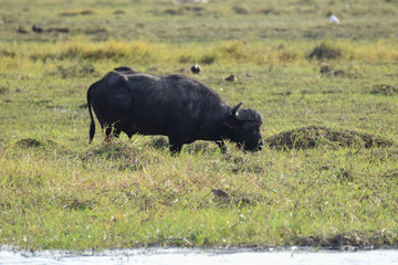 Buffalo grazing in Chobe National Park 