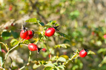 shrub red   dog-rose