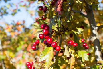 red hawthorn berries autumn