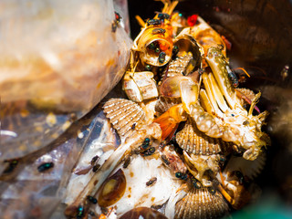 Contagion fly. Close up of many green bottle flies eating seafood on the garbage. Flies with unpacking waste in the bin as messenger of dirt and contagion. The concept of contaminated food infection.