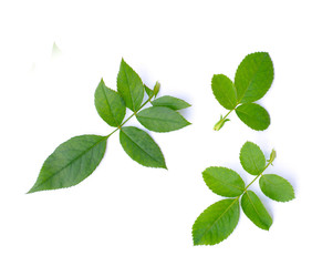 Green leaf texture. Leaf texture background top view