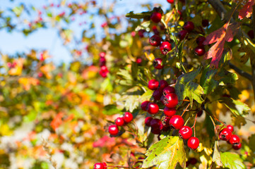 red hawthorn berries autumn