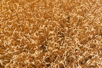 Background of the ripe yellow wheat. Agricultural concept