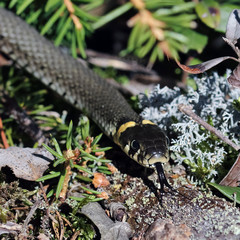 grass snake