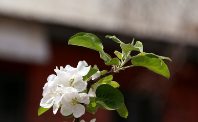 blossoming branch of apple tree