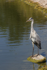 Graureiher (Ardea cinerea )