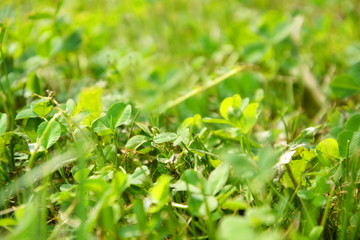 grass, green, nature, lawn, field, summer, spring, plant, meadow, garden, fresh, macro, texture, growth, closeup, environment, color, turf, natural, close-up, ecology, flora, outdoors, backgrounds