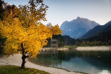 Obraz premium Jasna Lake, Slovenia during fall foliage with a tree full of yellow leaves on the back of Julien Alps