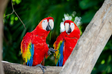 macaw