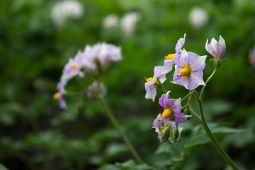 Flowering potatoes pink flowers in the garden, growing vegetables, background