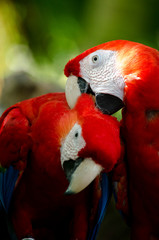 macaw