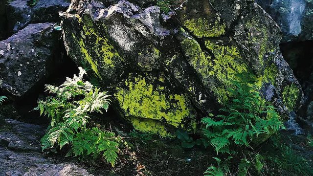 summer landscape in the mountains, ancient stone placers kurumnik, landslide of huge stones of the ice age. around the wild taiga and forest. trees pine, birch, Rowan, Christmas tree, moss and lichen 