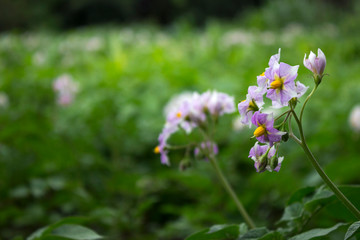 Flowering potatoes pink flowers in the garden, growing vegetables, background