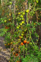 Red and green tomatoes with dry leaves grow in the garden in Sunny weather, agriculture