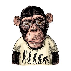 Monkeys dressed in a T-shirt with the theory of evolution on the contrary.