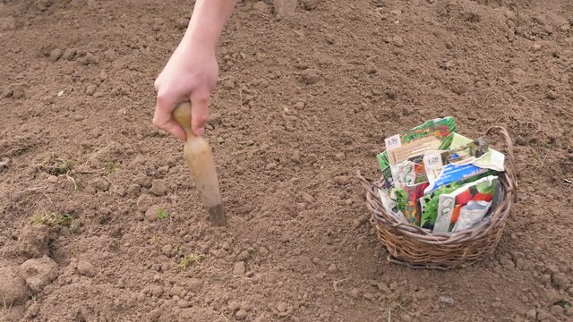 Distribute seeds into holes