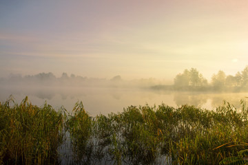 Fototapeta na wymiar Misty morning on the lake. Dawn in the fog. Reed and plants in the foreground. Calm autumn landscape.