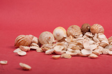 sea, shells, shore, beach, nature,natural,white,red,