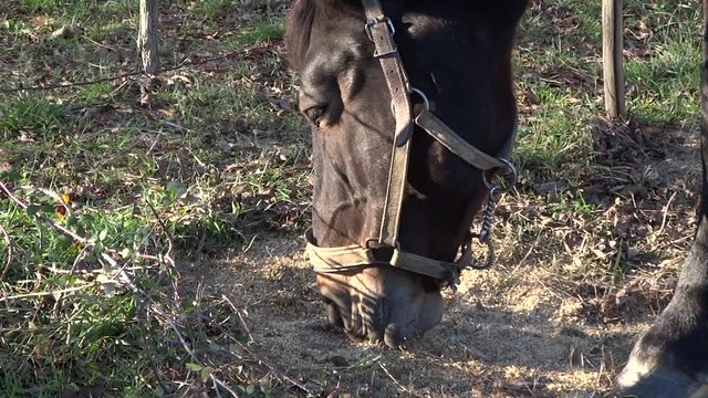 Une jument entrain de manger.