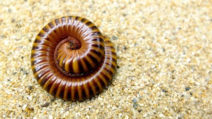 Macro of orange and brown millipede on sand