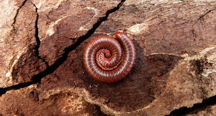 Macro of orange and brown millipede on old wood in the forest