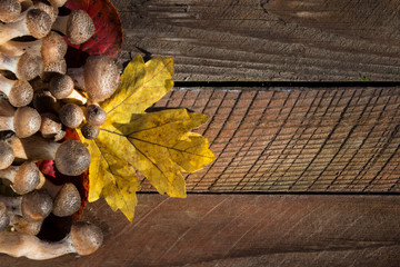 A lot of fresh and cut honey agaric (armillaria) on wooden background, autumn edible mushrooms, Flat lay