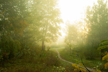 Obraz premium Misty morning on the forest. Beautiful autumn trees on a fog. The trail on a meadow. Frozen grass.