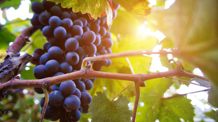 Canary Islands, Tenerife, grape vines close up