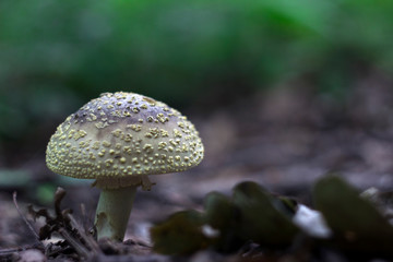 Amanita regalis - brown poisonous mushroom growing in the forest, background