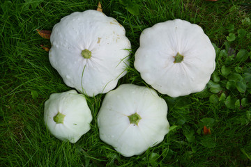 pumpkin, halloween, orange, autumn, fall, vegetable, pumpkins, food, isolated, harvest, thanksgiving, holiday, white, october, gourd, fruit, season, squash, decoration, farm, seasonal, ripe, stem,