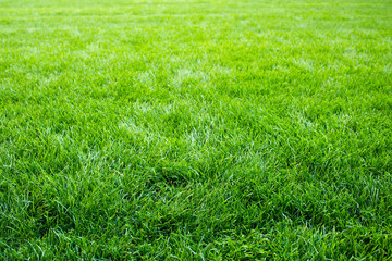 I would like to be a child so I can run barefoot on this soft turf