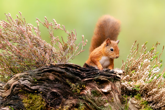 Red squirrel (Sciurus vulgaris), Scotland - Powered by Adobe