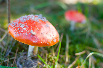forest mushroom fly agar