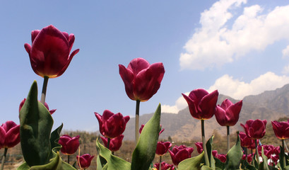 red tulips on blue sky background