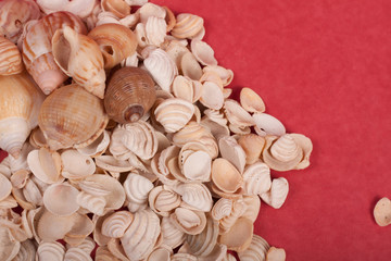 Fototapeta premium sea, shells, shore, beach, nature,natural,white,red,