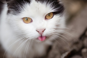 Eyes cats close-up. A black and white cat shows a tongue. Selective focus