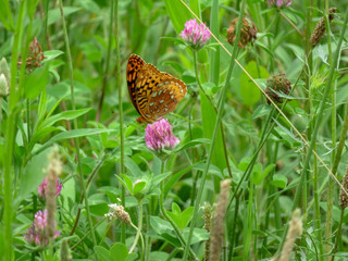 butterfly on a flower