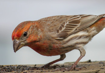 House Finch