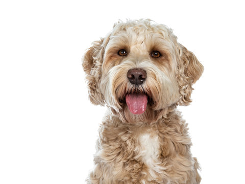 Head shot of sweet female adult golden Labradoodle dog sitting with open mouth and tongue out, looking at camera with brown eyes. Isolated on a white background.