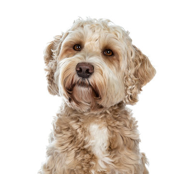 Head shot of sweet female adult golden Labradoodle dog sitting with closed mouth and head slightly tilted, looking beside camera with brown eyes. Isolated on a white background.