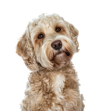 Head shot of sweet female adult golden Labradoodle dog sitting with closed mouth and head slightly tilted, looking at lens with brown eyes. Isolated on a white background.