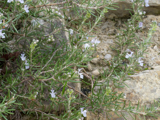 Rosmarinus officinalis - Le Romarin officinal, une herbe aromatique des maquis et garrigues du pourtour méditerranéen