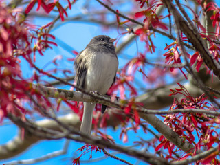 bird on a branch