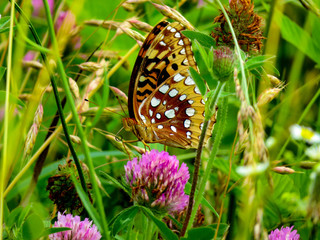 butterfly on a flower
