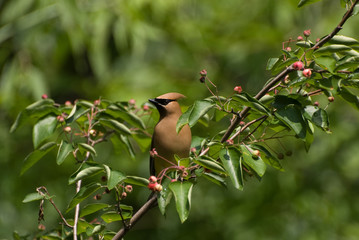 A Cedar Waxwing (Bombycilla cedrorum) perched in a Serviceberry tree in Southeast Michigan, USA.