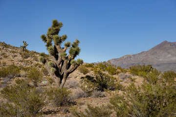 Kaktus Baum in Wüste im Joshua Tree National Park