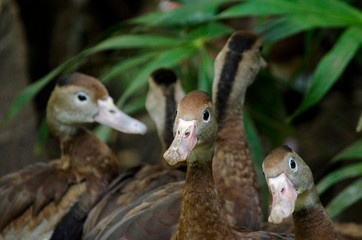 ducks